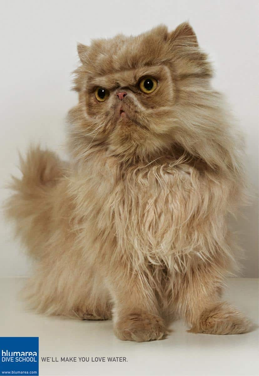Cats in Advertising: A Review of International Campaigns [GALLERY] — illustration 12