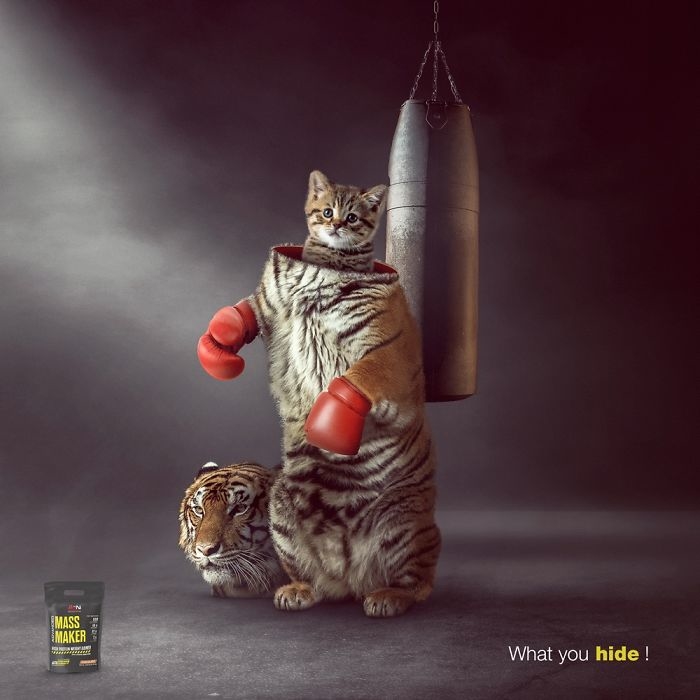 Cats in Advertising: A Review of International Campaigns [GALLERY] — illustration 15