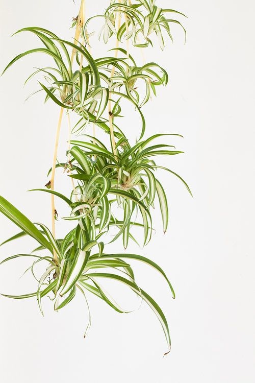 10 plants that will IMPROVE the ATMOSPHERE in your office — illustration 3