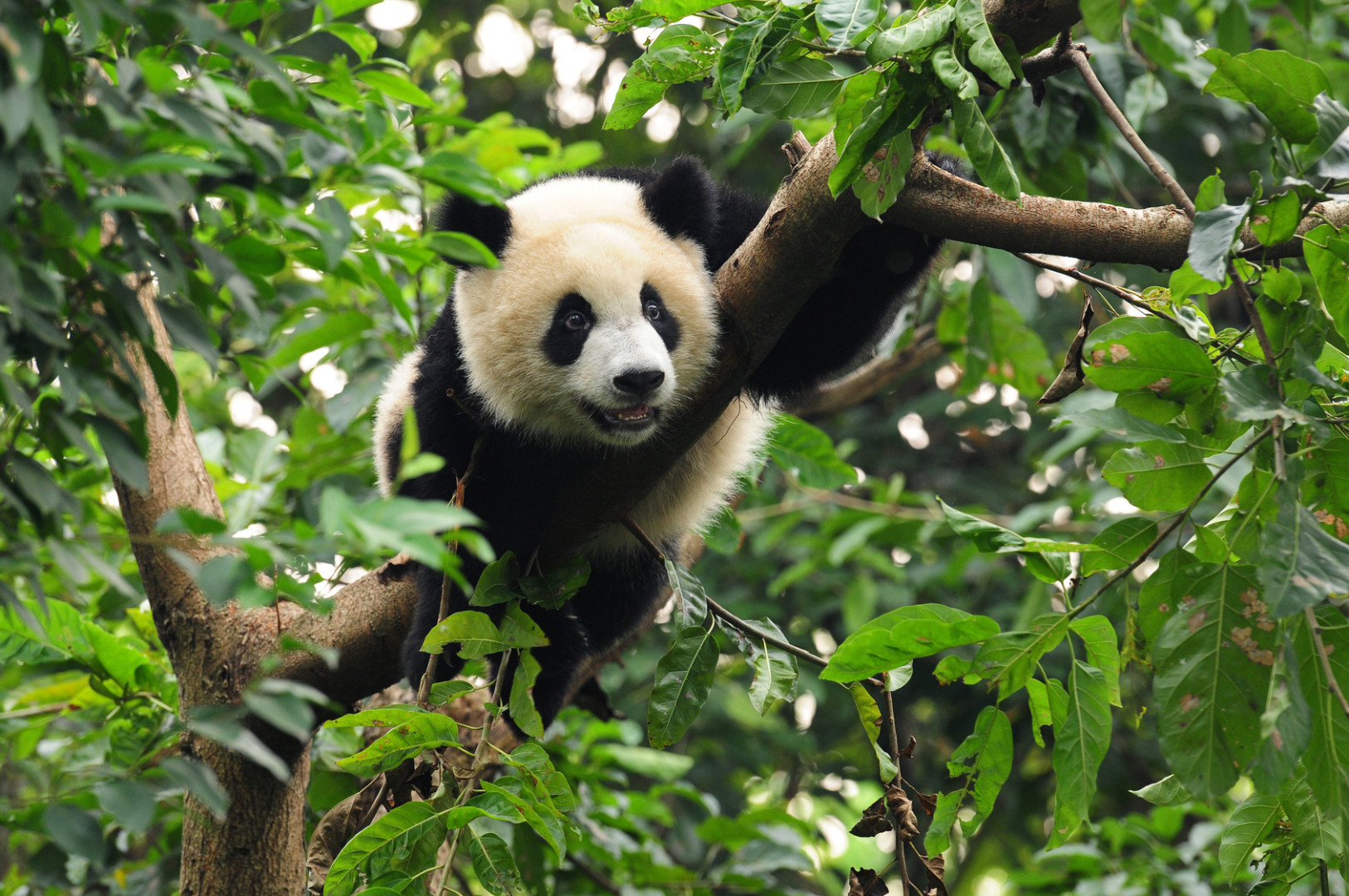 1600 pand podróżuje po świecie Snapchat mediarunpanda