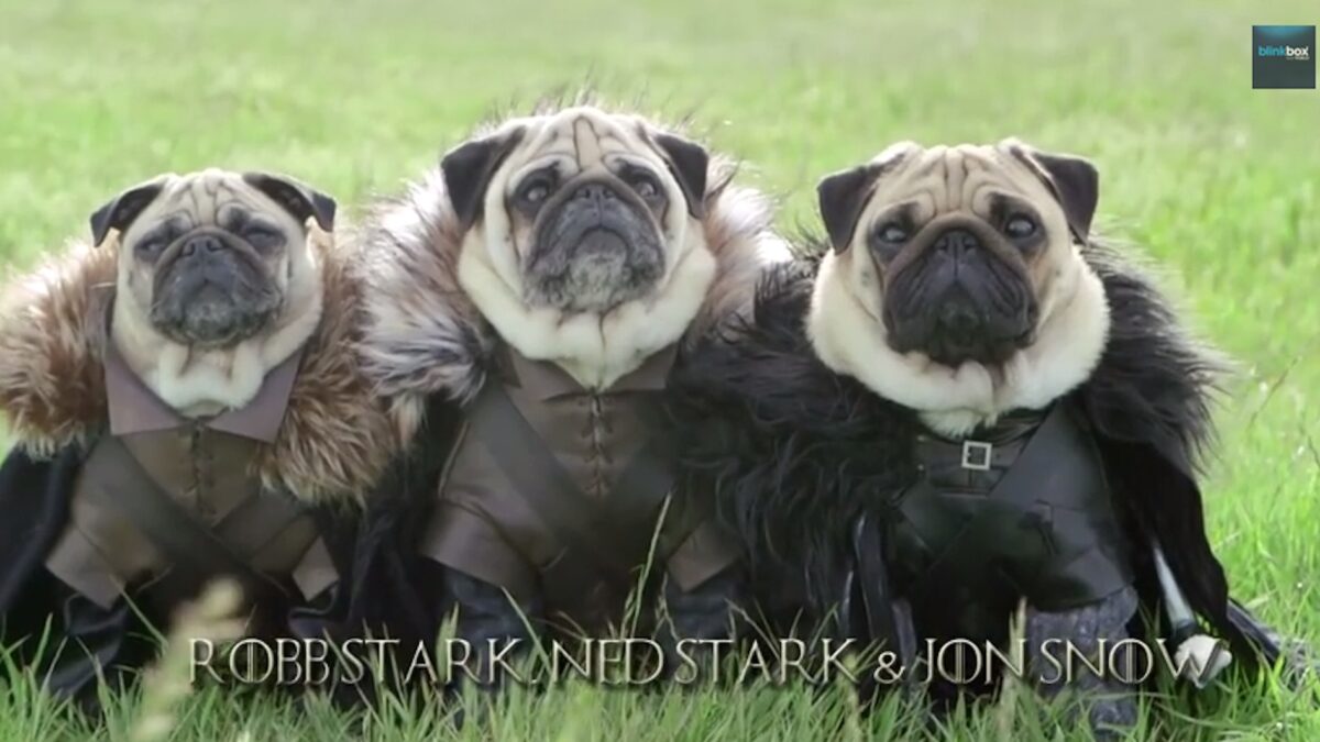 Mopsy z Westeros Gra o tron mediarun mopsy z westeros