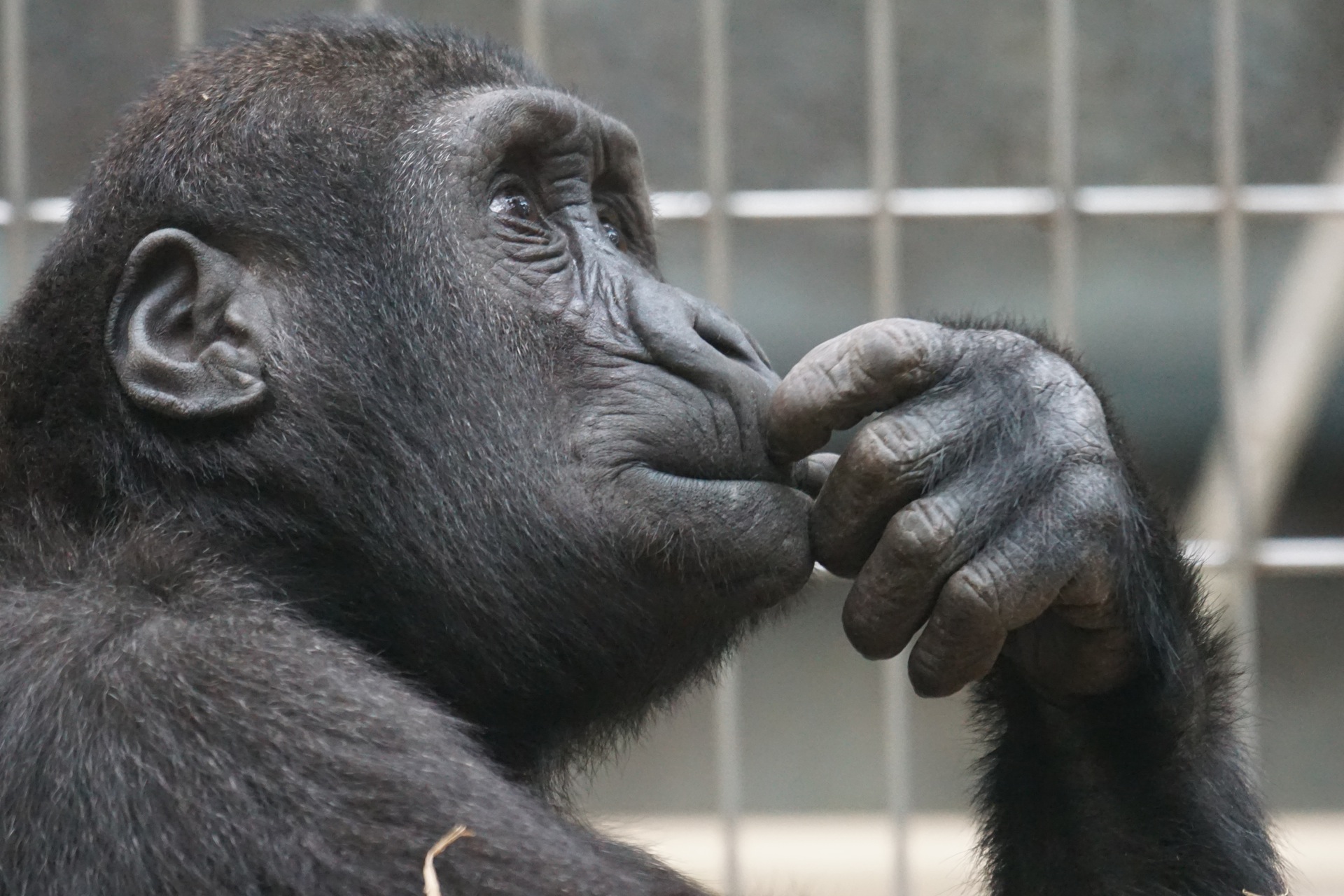 Twój smartfon trenerem pamięci i refleksu? pamięć primate ape thinking mimic