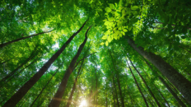 Jak sztuczna inteligencja wspomoże ochronę lasów i środowiska?