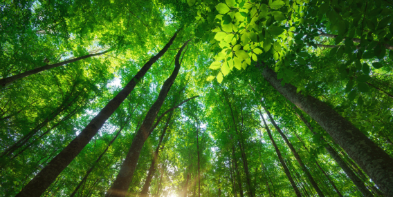 Jak sztuczna inteligencja wspomoże ochronę lasów i środowiska?