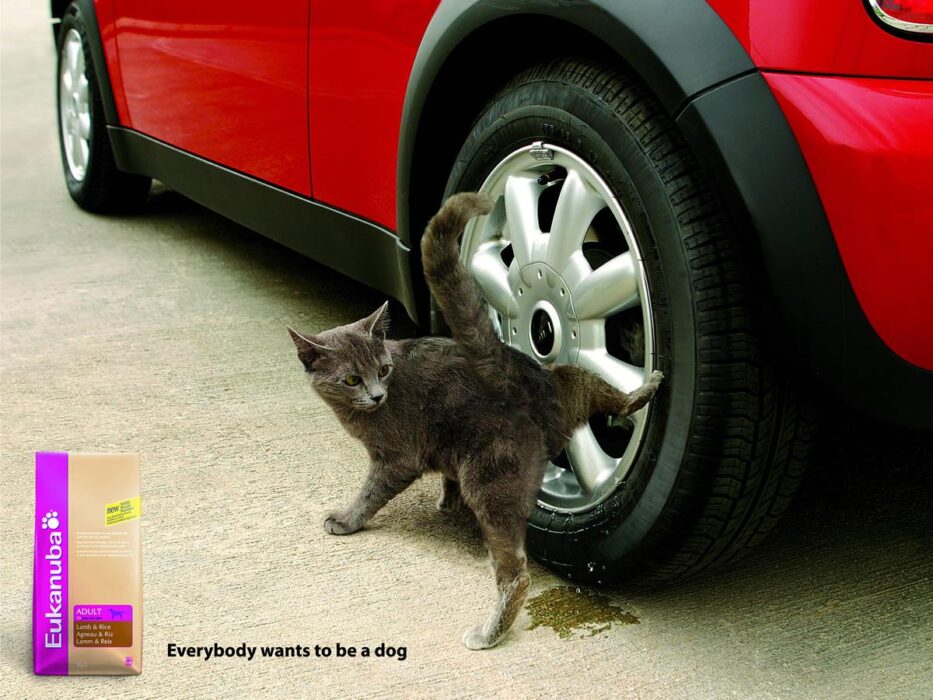 Koty w reklamie - przegląd międzynarodowych kampanii [GALERIA] cats mediarun com eukanuba